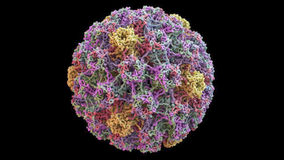 Russia To Start Exports Of HPV Vaccines To Friendly Countries 
