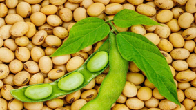 Russia, China Agricultural Trade Up 34.4% in 7M 2026  
