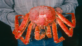 Russia’s 2026 Exports Of Crabs To China Up 25% 