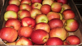 Russia’s Record 2026 Autumn Apple Harvest