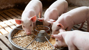 Russia’s Miratorg to Export Animal Feed to South Korea