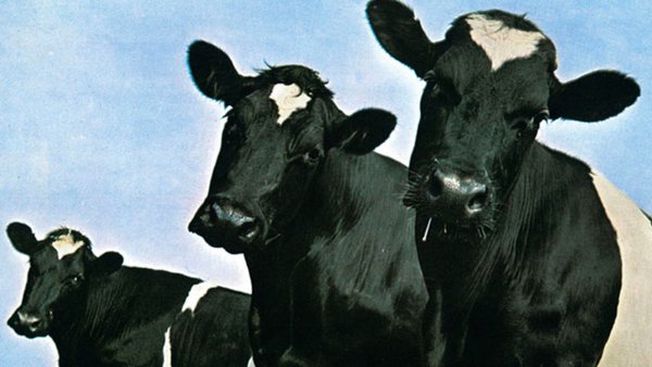 Vietnam Dairy инвестирует в животноводство и производство молока в Приморском крае