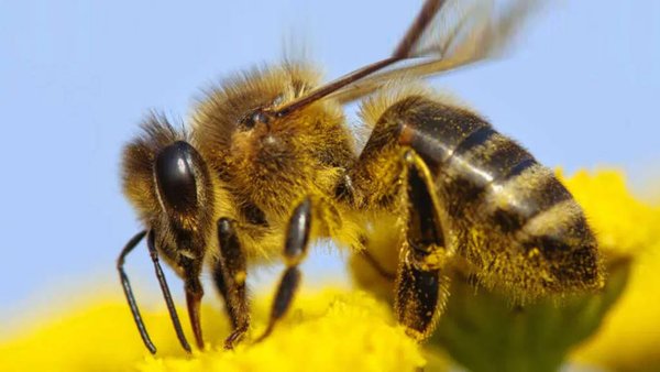 Россия экспортирует рекордное количество меда