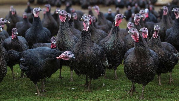 Экспорт российского мяса в Азию увеличится в 2025 году