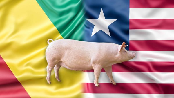 Российский экспортер поставляет продукцию из свинины в Либерию и Республику Конго