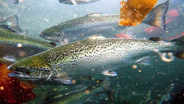 Россия и Чили обсудят вопросы поставок рыбы