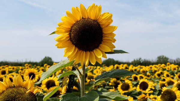 Russian Sunflower Seed Exports To India Up 17%