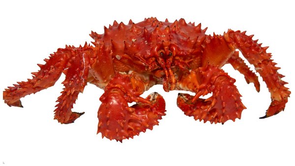 Russia Increases Share Of South Korea’s Crab Consumer Market