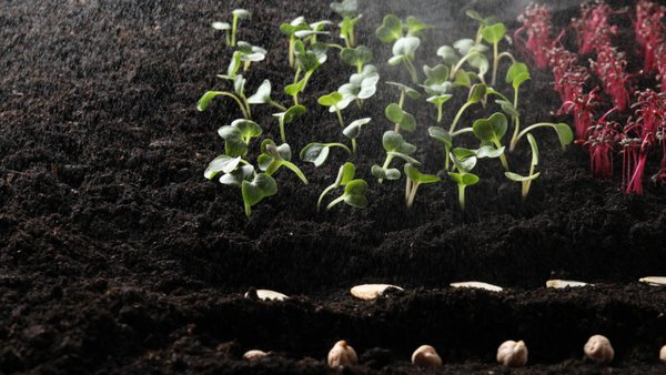 Russia To Collaborate With Chile On Creating New Plant Varietals  