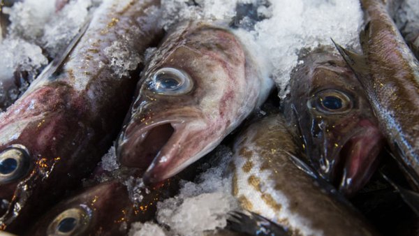Russia Splashes Ahead As World’s Largest Frozen Fish Exporter