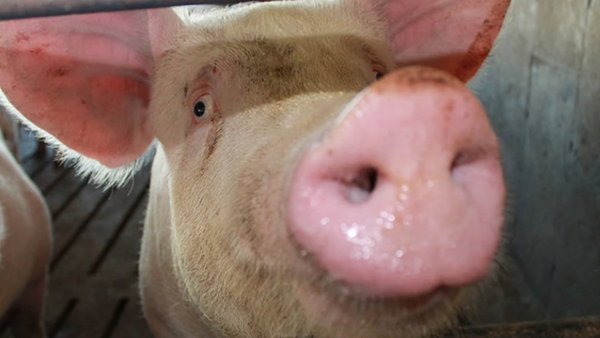Russian Pork Exports Rooting For A 2025 Increase, With China A Key Market