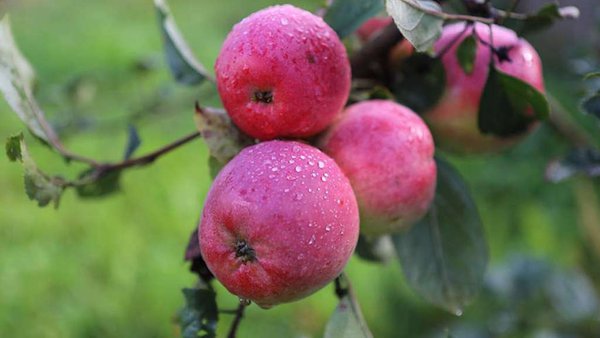 Russia Begins Apple Sapling Exports To India  
