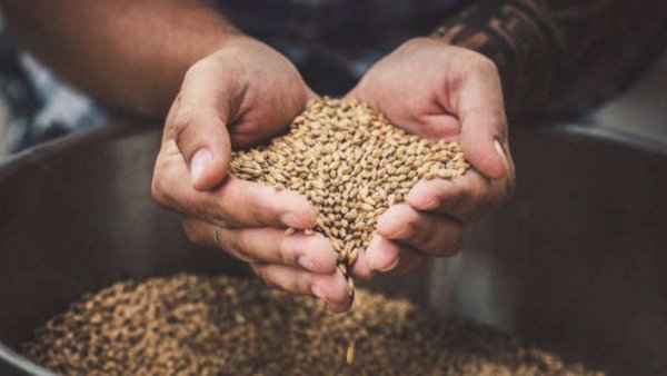 Russia Overtakes United States In Wheat Exports To China For The First Time 