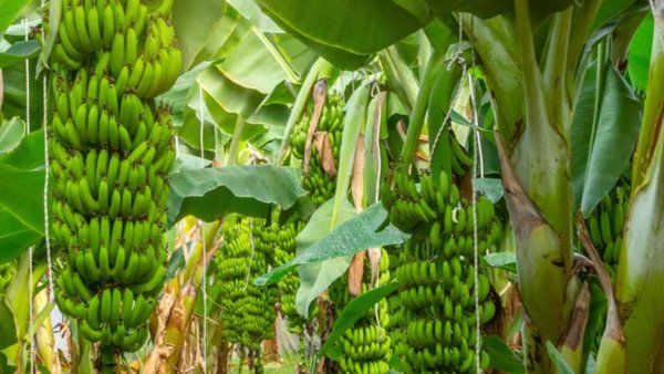 Russia To Audit Ecuador’s Banana Certification System