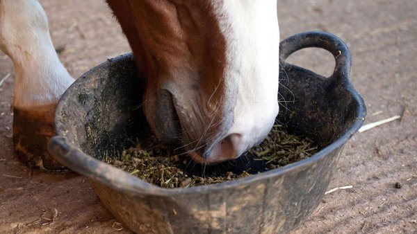 Russia Ships First Animal Pet Feed Products To Iraq