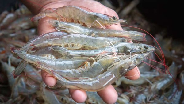 Russian Seafood Imports From Iran Up 25% In 2024