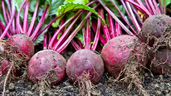 Russia Exports Beet Pulp To Egypt For First Time As New Agricultural Markets Emerge