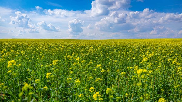 Russia’s Q1 2025 Buckwheat Exports Double