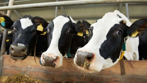 Vietnam To Invest In Another Dairy Farm In Russia