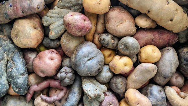 China Becomes Top Three Supplier Of Potatoes To Russia
