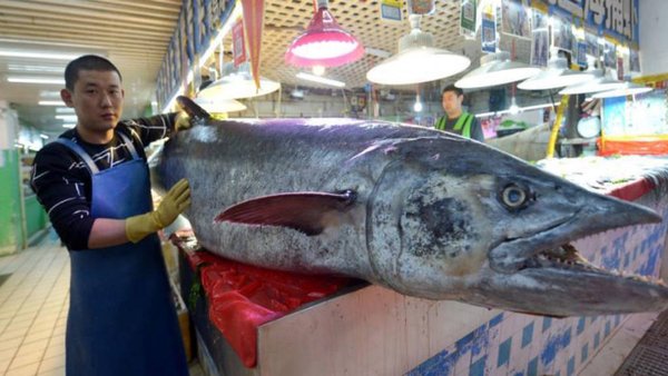 Vladivostok Marine Fishing Port Begins Service To Import Fish From China’s Qingdao