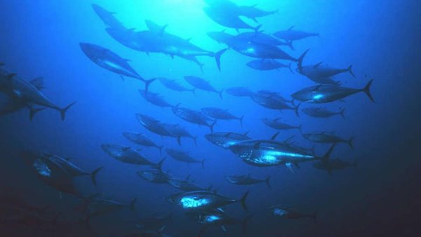 Vietnamese Tuna Exports To Russia Up 15% In Q1 2025  