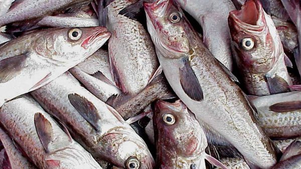 Two More Russia Exporters Win Rights To Brazilian Fish Consumer Market