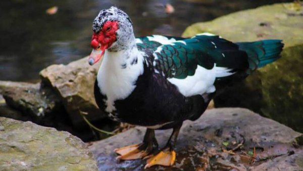 Russia To Export Duck Products To Cameroon, Central African Republic