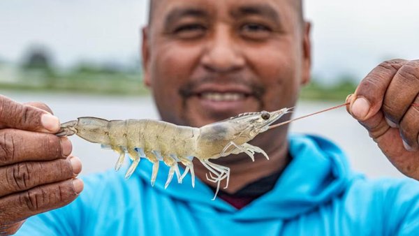 Russian Shrimp Imports From Ecuador Up 15% To 14,000 Tonnes In Six Months
