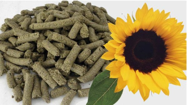 Russian Exports Of Seed Meal & Cake To China Grow By 2.3 Times In 8M 2025