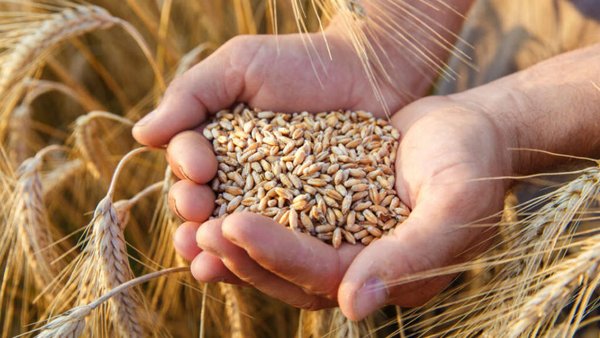Russia To Increase High-Protein Wheat Exports To Indonesia