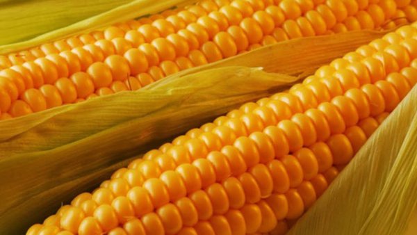 Russia Resumes Grain Exports To Jordan, Eyes Corn Market