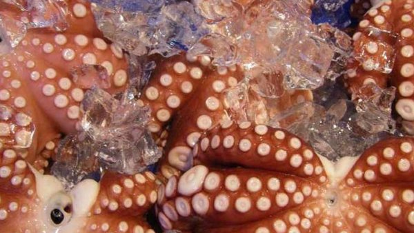 Russia, Vietnam Fish Trade Increases