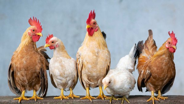 Two More Russian Poultry Producers Gain Access To Uzbekistan Markets