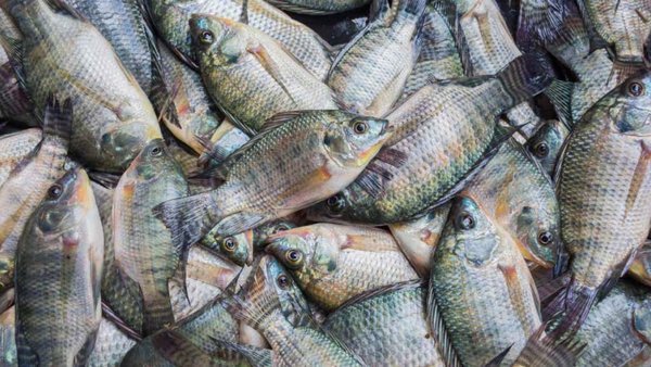 Brazil Prepares To Export Fish To Russia