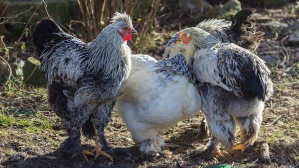Russia, China To Form Joint Ventures In Pedigree Poultry Farming