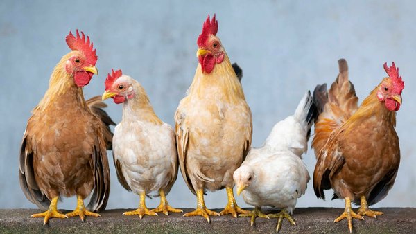 Russia Increased Poultry Meat Product Exports To Africa By 3.5 Times In 2025