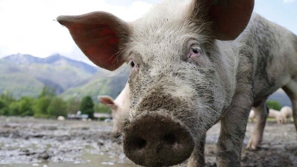 Russia’s Sibagro To Begin Pork Exports To North Korea