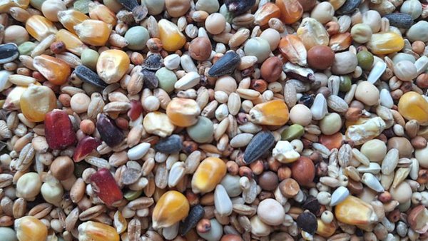 Russia To Export Groats To South Asia 