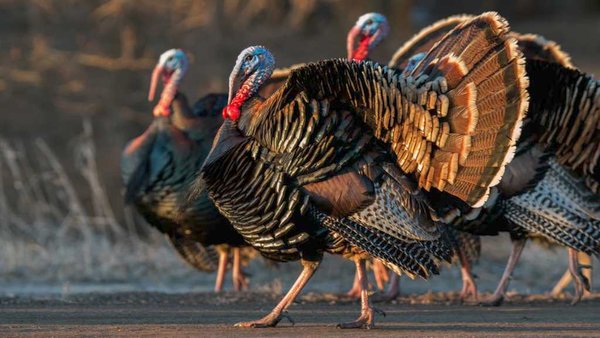 Russia’s Exports Of Turkey To African Countries Increased 2.4 Times In 2025