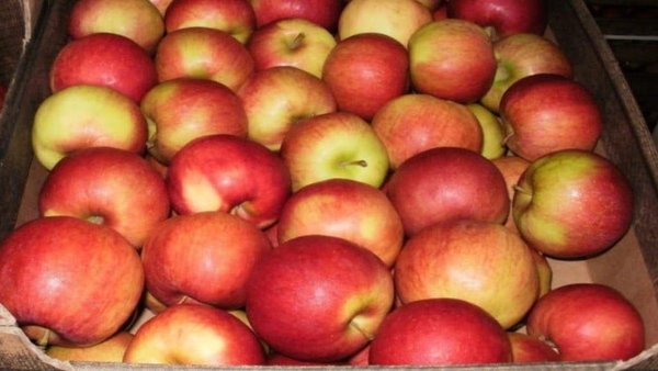 Russia’s Record 2026 Autumn Apple Harvest
