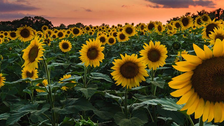 Sunflowers