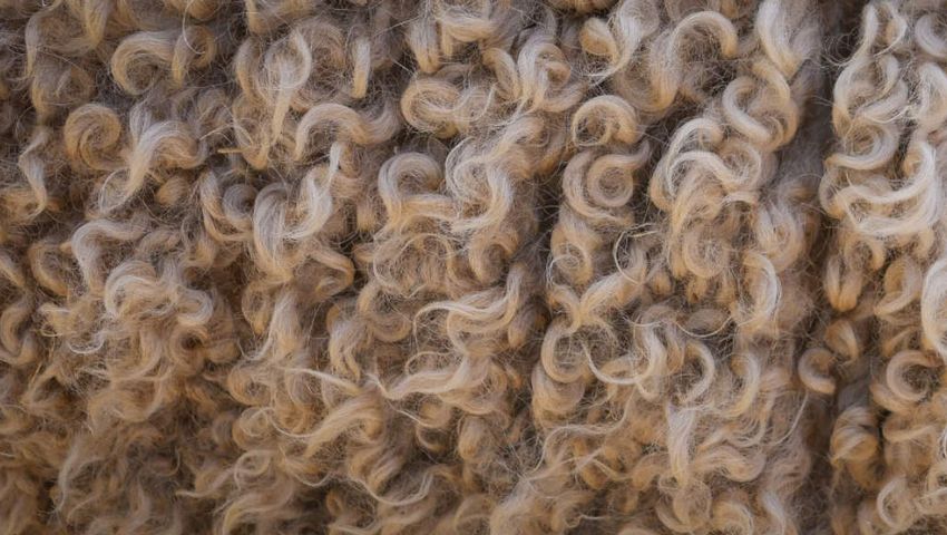 wool image