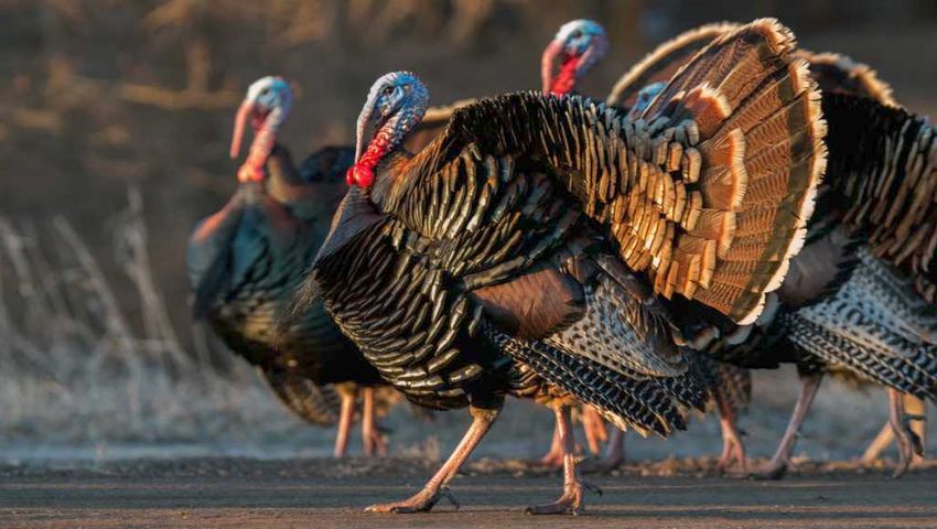Africa Turkey