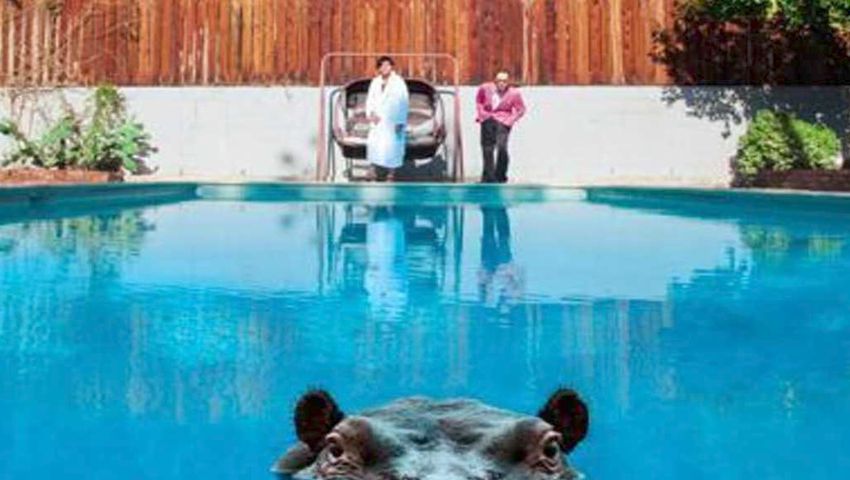 Hippopotami