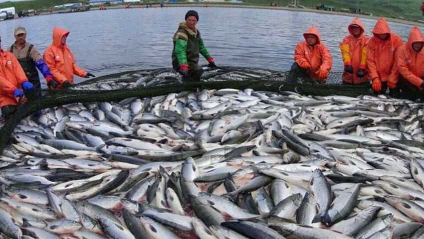 Vladivostok Fish