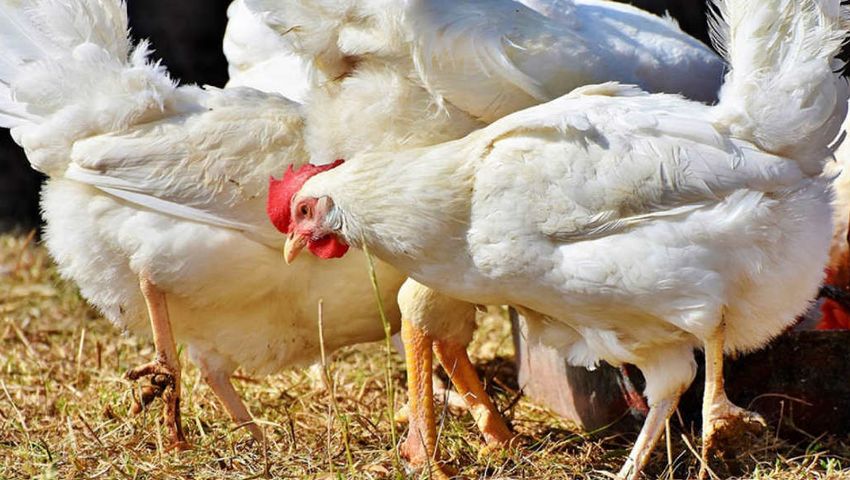 Chicken Crossbreeds