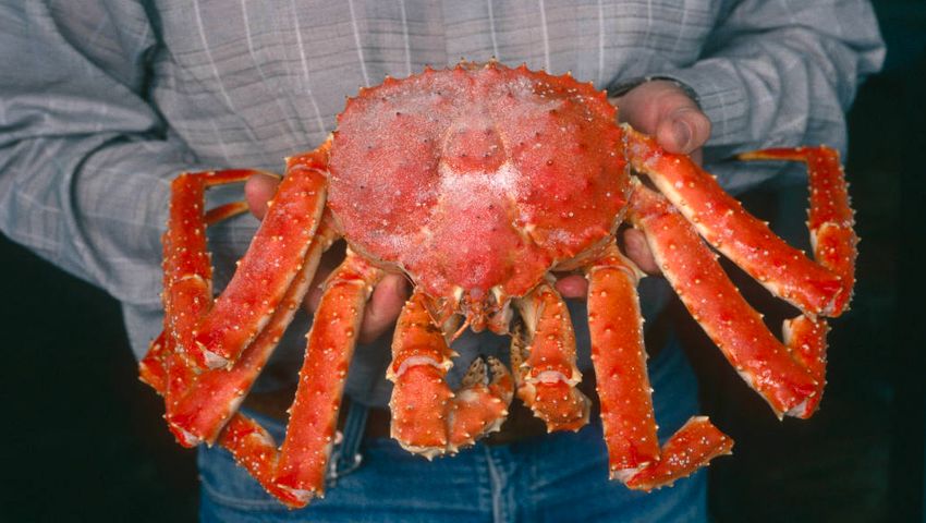 Crab Exports