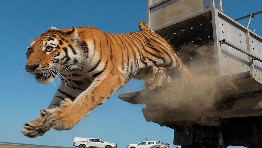 Tiger Repopulate