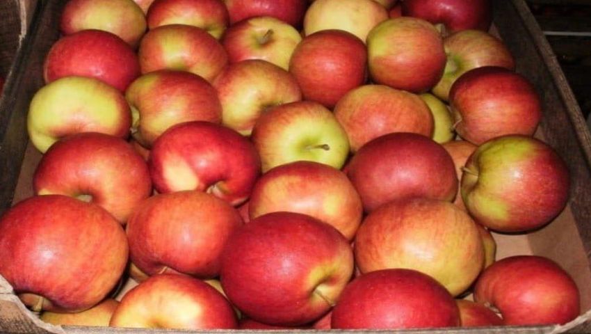 Apples Harvest